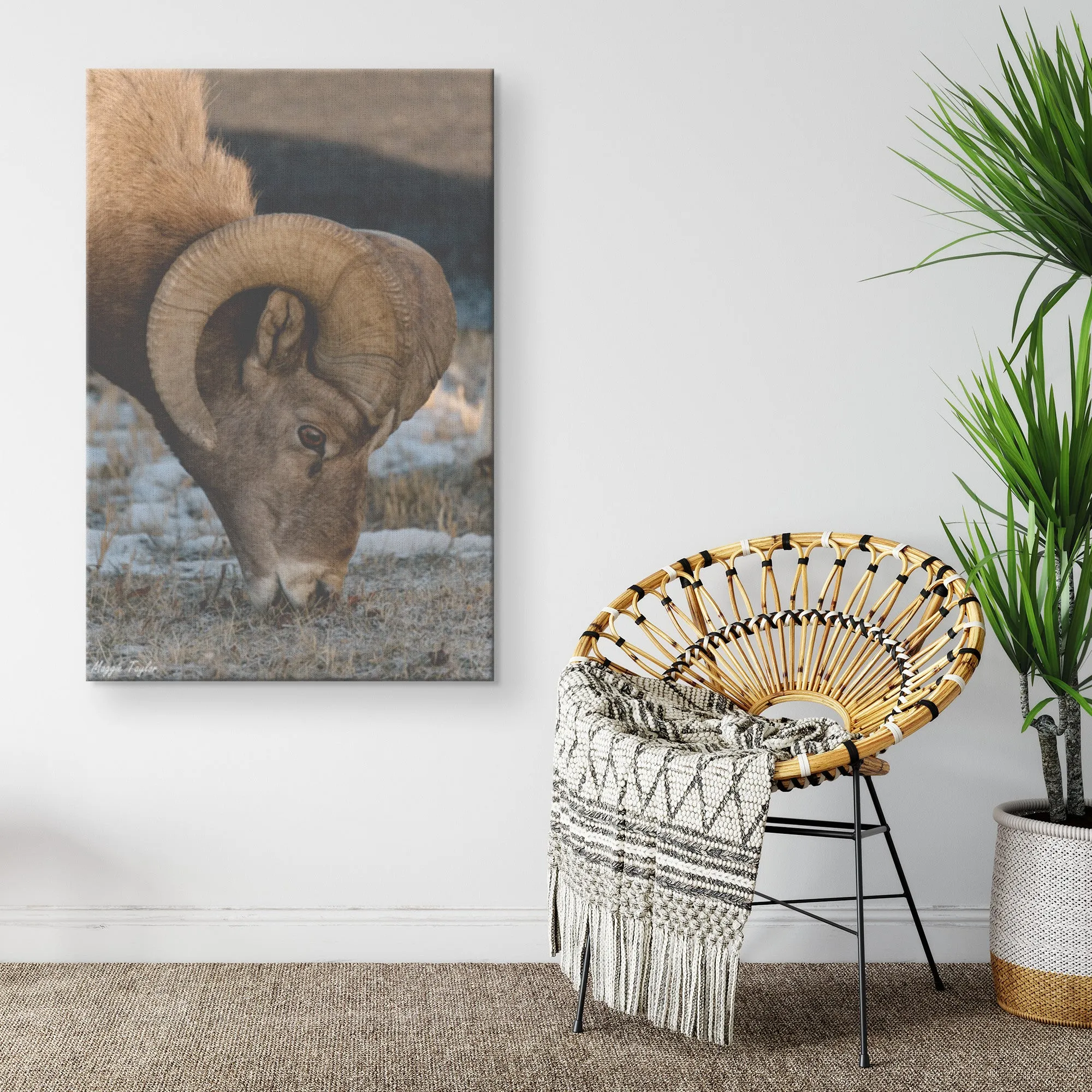 Bighorn Sheep Canvas by Maggie Taylor