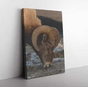 Bighorn Sheep Canvas by Maggie Taylor