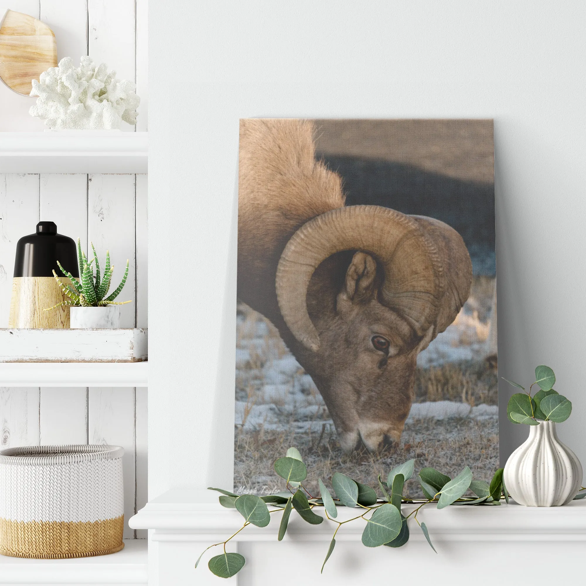 Bighorn Sheep Canvas by Maggie Taylor