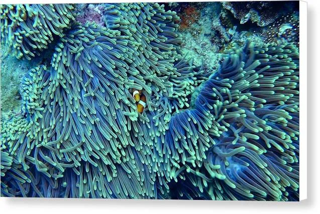 Blue and Green Reef - Canvas Print