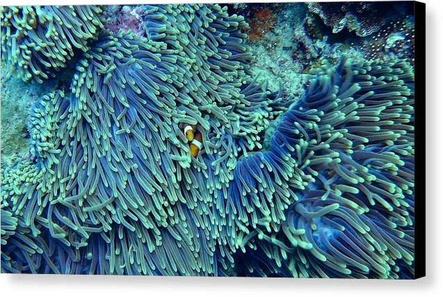 Blue and Green Reef - Canvas Print