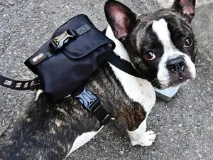 Dogtrine backpack