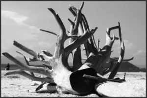 Driftwood Tempered Glass Print with Black Frame