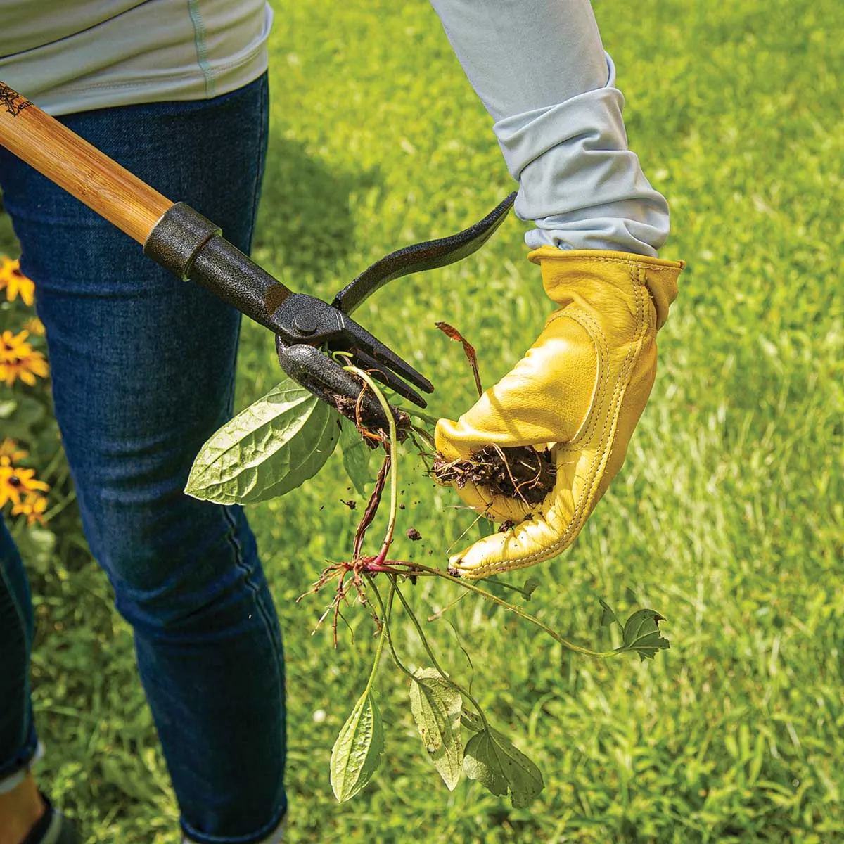 Grampa's Weeder - The Original Stand Up Weed Puller Tool with Long Handle - Made with Real Bamboo & 4-Claw Steel Head Design