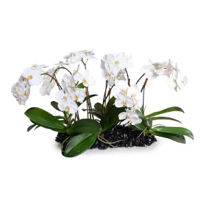 Phalaenopsis Orchid Flowerscape - White