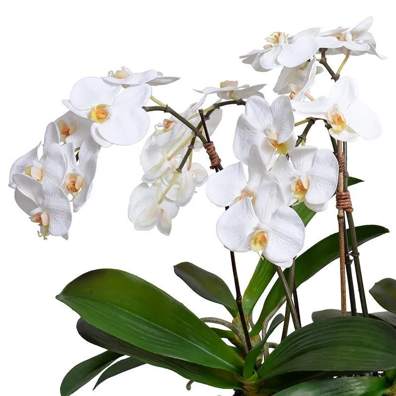 Phalaenopsis Orchid Flowerscape - White
