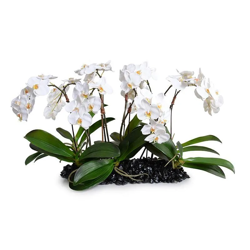 Phalaenopsis Orchid Flowerscape - White